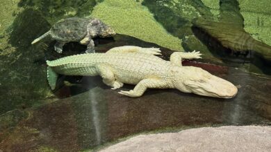 San Francisco’s beloved albino alligator Claude dies at 30