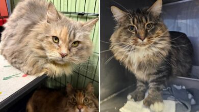 100 cats rescued from Long Island house of filth: officials