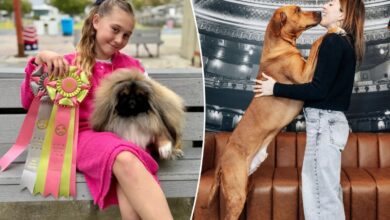 Exclusive | Westminster Kennel Club Dog Show 2026: Behind the scenes with the glammest dogs