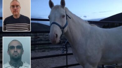 Washington gang member sacrificed horse in bizarre ritual so murdered pal could ‘ride it into the Valhalla’