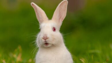 What Is The ‘White Rabbit’ TikTok Trend? Here Are The Implications