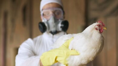 Bird Flu Is Back. Here’s What You Need To Know.