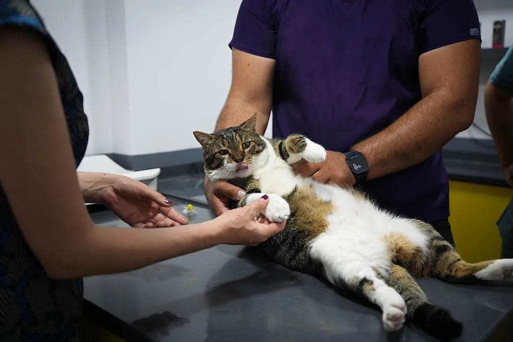 I Can’t Afford Every Vet Visit for My Pet. What Should I Do?