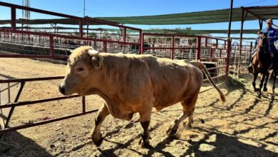 Flesh-eating parasite sparks disaster declaration in Texas