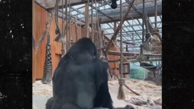 Gorillas Filmed Mating at Zoo in Front of Shocked Visitors