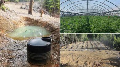 Illegal cannabis farms poison California’s forests