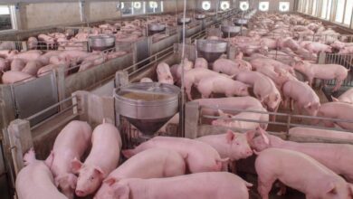 NYS man headed to prison for trying to hire hog farmer to kill love rival, feed him to pigs