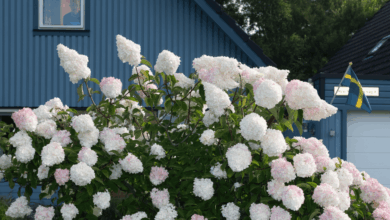 Ruben Östlund’s Plattform, Norway’s Motlys Link for Thriller 