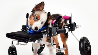 Teigan, Viral Puppy Bowl XXII Competitor, Died Months Before Show Aired