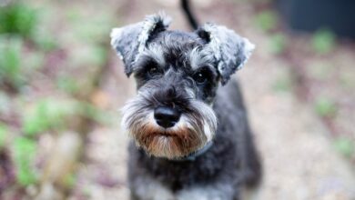 Video Shows U.S. Marshal Kicking Small Dog, Breaking One Of Its Ribs, Owner Says