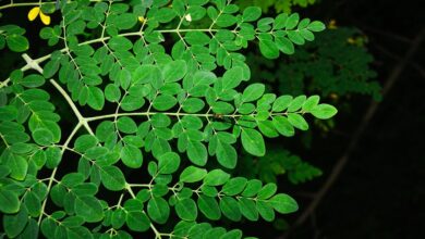 FDA investigating Salmonella outbreak connected to moringa powder
