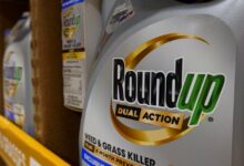 Supreme Court sides with Monsanto in case over cancer risks from weedkiller Roundup