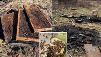 50,000 bees killed in ‘deliberate’ arson of hives at family-owned Pennsylvania farm