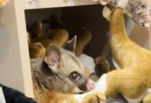 A real possum appears among plush toy animals in Australian airport gift shop