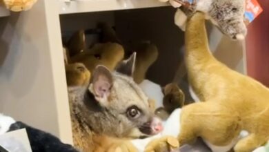 A real possum appears among plush toy animals in Australian airport gift shop