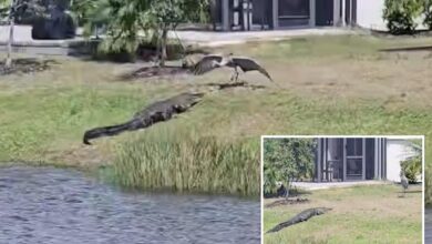 Alligator and crane face off in Florida neighborhood: ‘This is peak Florida’