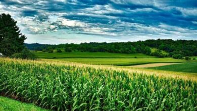 Corn Pushes Higher into Wednesday’s Close as EPA Opens E15 for the Summer