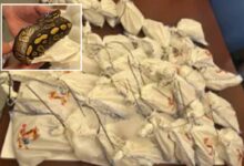 Dozens of live pythons found on truck attempting to cross Mexican border