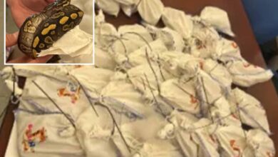 Dozens of live pythons found on truck attempting to cross Mexican border