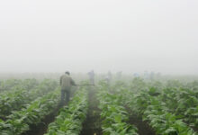 MAHA movement dismay: 2026 farm bill backs tobacco, pesticides