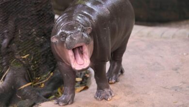 Man arrested after climbing into pygmy hippo Moo Deng’s enclosure at Thai zoo
