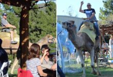 SoCal winery faces backlash over camel rides