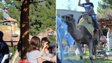 SoCal winery faces backlash over camel rides