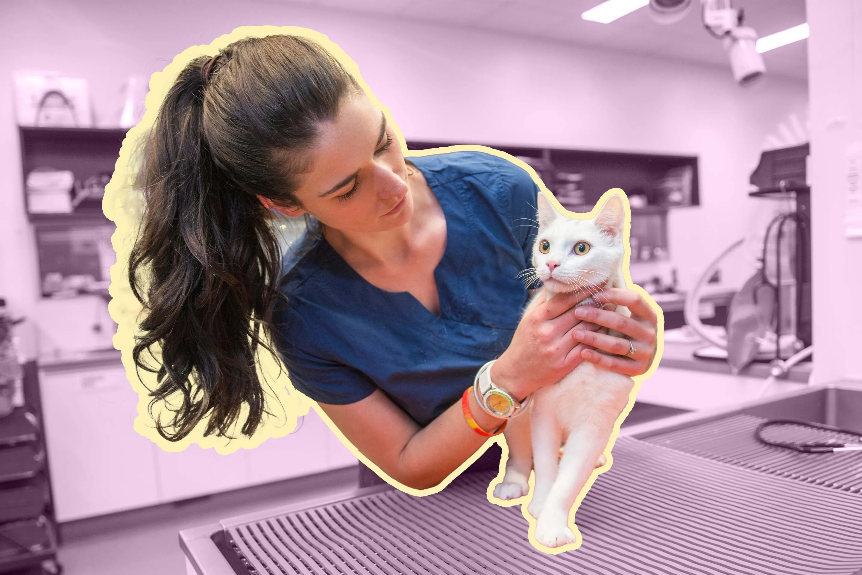 How Pet Insurance Handles Pre-Existing Conditions