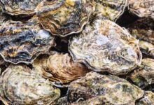 Raw oysters and clams recalled in 9 U.S. states over possible norovirus contamination
