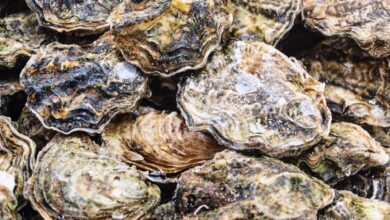 Raw oysters and clams recalled in 9 U.S. states over possible norovirus contamination