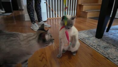 The cost of owning a pet has skyrocketed. Here are some tips to trim rising expenses