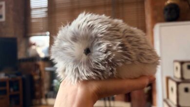 Casio’s AI Pet Moflin Review