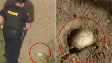 Easter egg hunt horror as kids find possible human skull