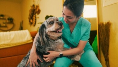 The Top Three Chronic Illnesses In Pets And What They Cost
