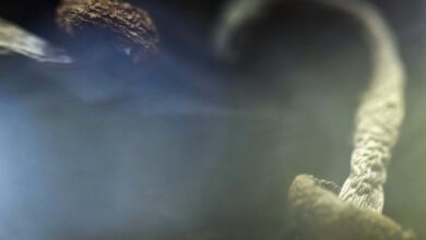 FDA fast-tracks review of new psychedelic mental health treatments