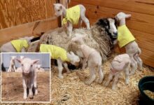 Farmers in Vermont expected a sheep to have twins — she ended up having rare sextuplets