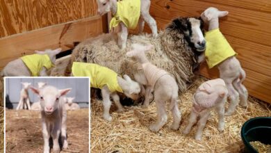 Farmers in Vermont expected a sheep to have twins — she ended up having rare sextuplets