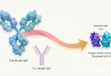 New Antibody Drugs Target Disease From Within