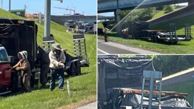 One million bees saw Tennessee highway after truck crash