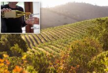 Shake up in Wine Country as Napa chiefs launch major shift