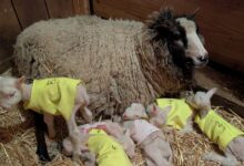 Sheep Expected To Have Twins Surprises Farmers With 4 More