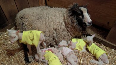 Sheep Expected To Have Twins Surprises Farmers With 4 More