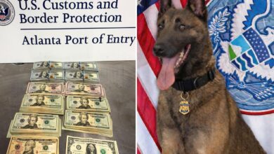 Star cash sniffing dog ‘Pub’ helps Border Patrol agents bust K in illicit currency at Atlanta airport
