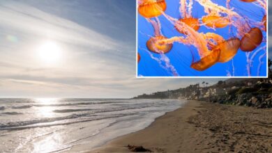 Stinging jellyfish warning issued for beachgoers at southern California beaches