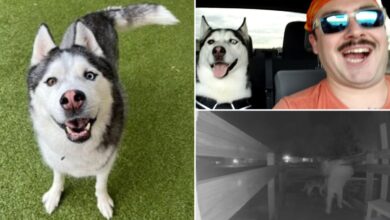 US Airman Andrew Beckham’s dog, car stolen by Colorado house sitter while deployed overseas