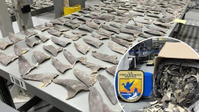 Wildlife officials intercept 1,600 pounds of illegal shark fins in Alaska