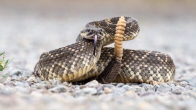 78-year-old woman dies from snake bites in Northern California: Sheriff