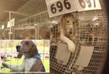 1,500 beagles rescued from troubled Ridglan Farms after animal activists stormed facility