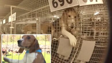 1,500 beagles rescued from troubled Ridglan Farms after animal activists stormed facility