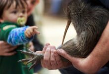 A citizen campaign returns iconic kiwi birds to New Zealand’s capital after a century-long absence